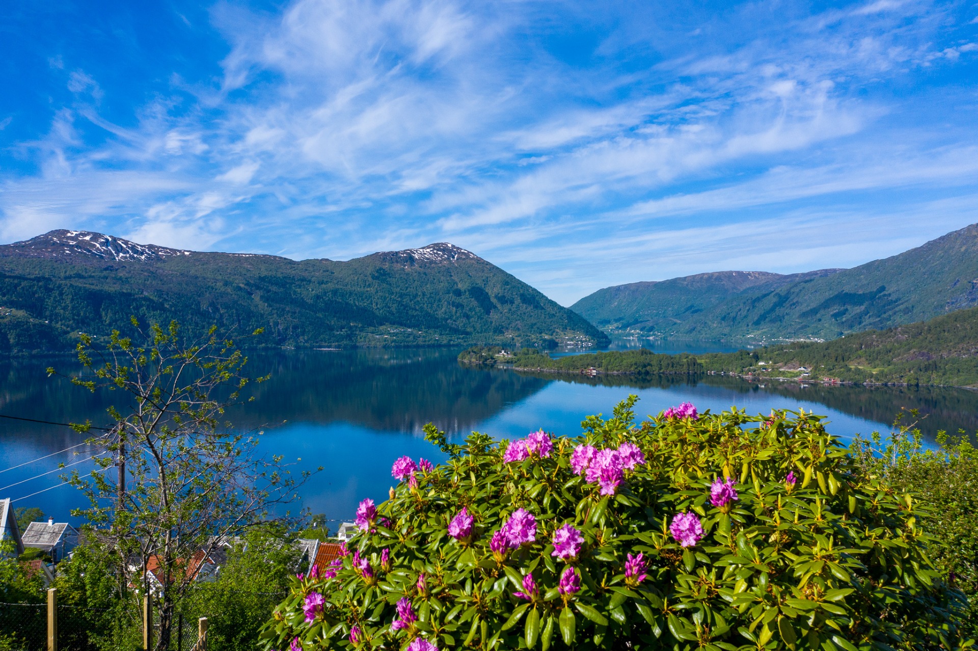 Fjordutsikt ved Vaksdal med blomstrende rhododendron i forgrunnen